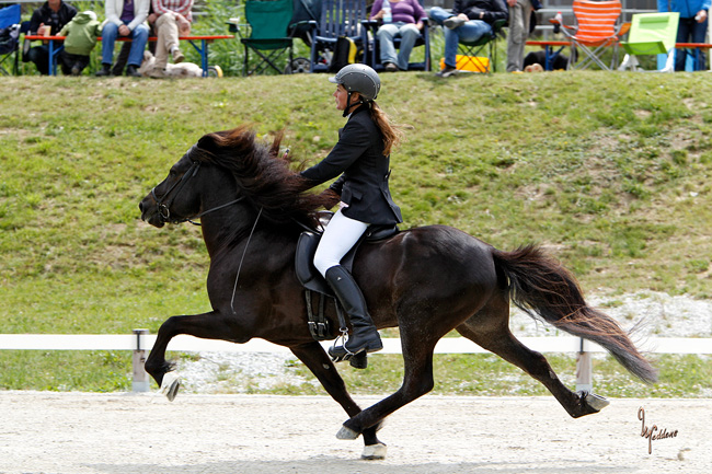 Heljar frá Stóra-Hofi, WM Sichtung Wehrheim 2011, Foto: Ulrich Neddens